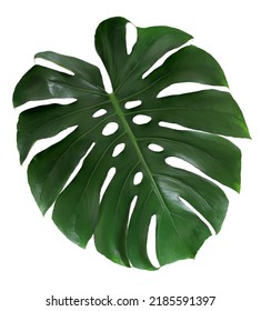 Green Tropical Monstera Leaf Isolated On White Background. Swiss Cheese Plant Leaf Isolated.