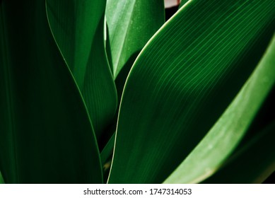 Green tropical plant close-up. Abstract natural floral background Selective focus, macro. Flowing lines of leaves