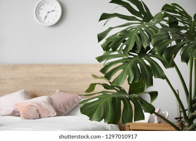 Green Tropical Plant In Interior Of Bedroom