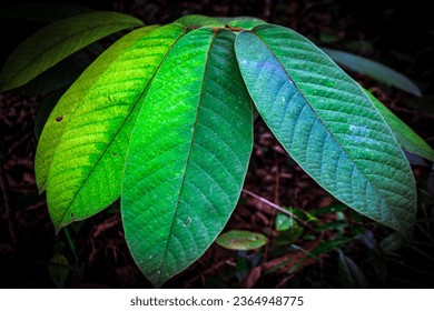 Green tropical plant leaves isolated on dramatic dark background. - Shutterstock ID 2364948775