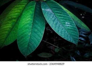 Green tropical plant leaves isolated on dramatic dark background. - Shutterstock ID 2364948829