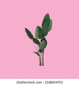 Green tropical plant on a pink background. Nature spring concept. minimalist background