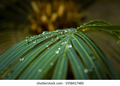 Green tropical plant in rain covered with droplets of damp water with blurred background