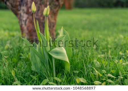 Similar – Image, Stock Photo Closed snowdrop in front of a blurred background