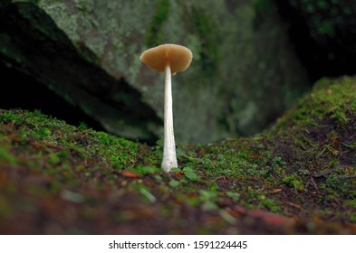 Green Tulip Poplar Leaf On Forest Floor