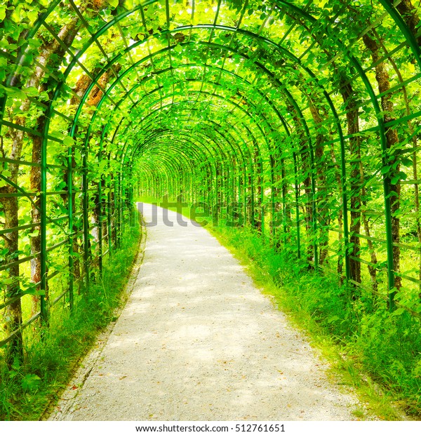 Green tunnel in fresh spring trees foliage wallpaper