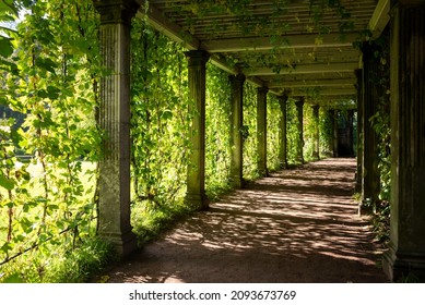 Green Tunnel With Ivy In A Park, Landscape Design