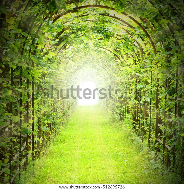 Gruner Tunnel Mit Sonnenstrahlen In Frischem Stockfoto Jetzt