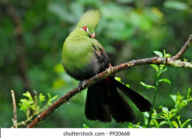 Green Turaco