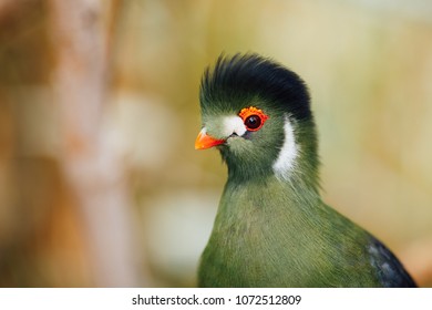 Green Turaco Bird, Closeup View