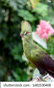 Green Turaco Bred At The Zoo