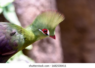 Green Turaco Bred At The Zoo