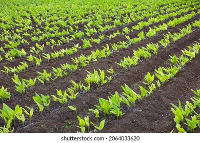 Green Turmeric Agriculture Field At India