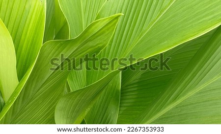 Green Turmeric Leaves' Pattern Background