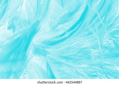 green turquoise vintage color trends chicken feather texture background - Shutterstock ID 442544887