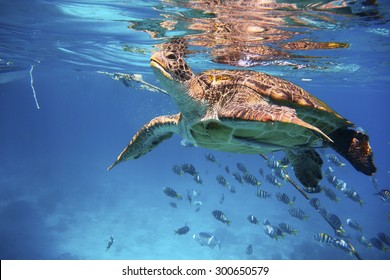 Green Turtle