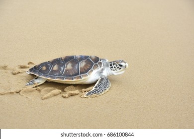  Green Turtle