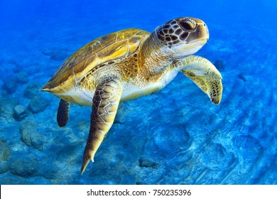 Green Turtle - Shutterstock ID 750235396