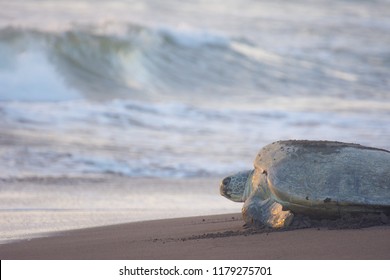 282 Spawning turtles Images, Stock Photos & Vectors | Shutterstock