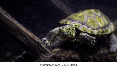 Green Turtle In Aquatic Environment