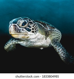 Green Turtle with back blackground