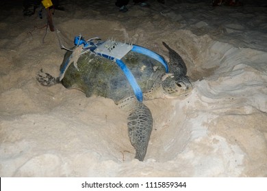 A Green Turtle Being Fitted With GPS Tracker When Laying Eggs In Chagar Hutang, Redang Island, Terengganu, Malaysia