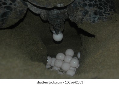 2,969 Turtle birth Images, Stock Photos & Vectors | Shutterstock