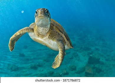 Green turtle in the blue looking at me - Powered by Shutterstock