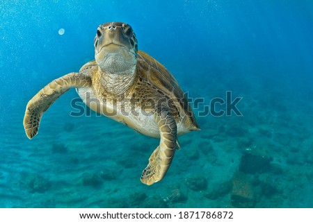 Green turtle in the blue looking at me
