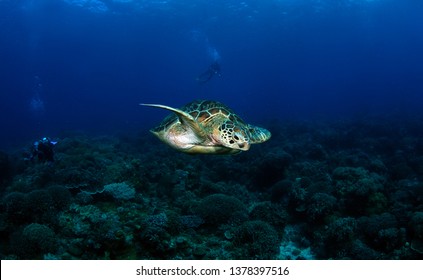 Green turtle - Chelonia mydas. Apo Island, the Philippines.