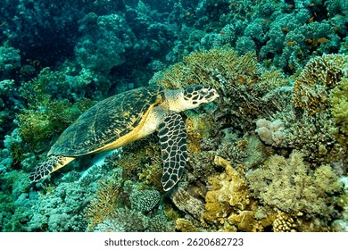 Green Turtle, Chelonia mydas, Coral Reef, Red Sea, Egypt, Africa