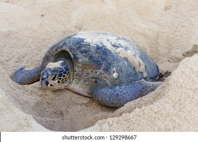 Green turtle (Chelonia mydas) laying her eggs and covering her nest on the beach in the daytime.