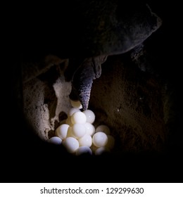 968 Turtle Laying Eggs Beach Images, Stock Photos & Vectors | Shutterstock