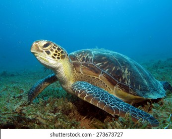 Green Turtle (Chelonia Mydas) On Seagrass