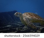 Green turtle (Chelonia mydas) swimming through shipwreck in Aruba, Dutch Caribbean