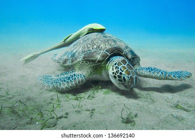 Green Turtle (Chelonia Mydas) With Yellow Remora (Echeneidae)