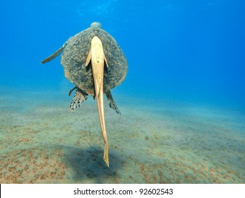 Green Turtle (Chelonia Mydas) With Yellow Remora (Echeneidae)