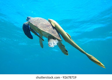 Green Turtle (Chelonia Mydas) With Yellow Remora (Echeneidae)