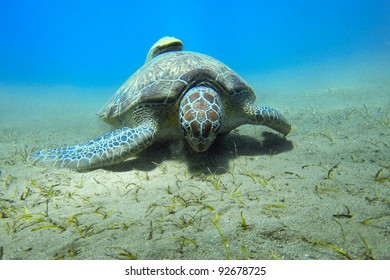 Green Turtle (Chelonia Mydas) With Yellow Remora (Echeneidae)