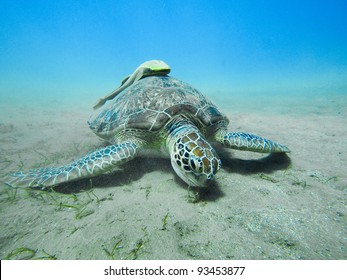 Green Turtle (Chelonia Mydas) With Yellow Remora (Echeneidae)