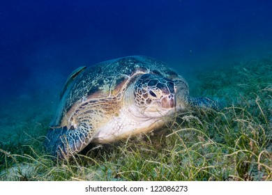 A Green Turtle In A Cloud Of Silt As It Feeds On Seagrass