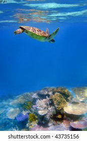 Green Turtle And Coral In Ocean At Great Barrier Reef, Australia