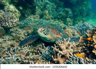 Green Turtle - Dumaguete