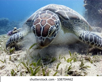 Green Turtle Eating (Chelonia Mydas)