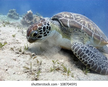 Green turtle eating (Chelonia mydas) - Shutterstock ID 108704591