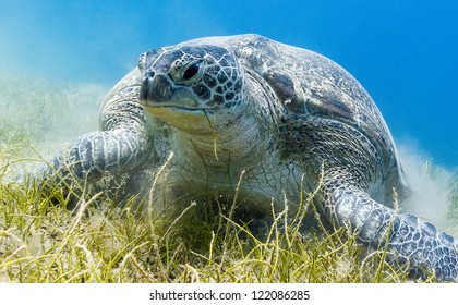 Green Turtle Eating Sea Grass Kicking Up A Cloud Of Silt