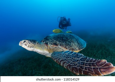 A Green Turtle Eating Seagrass And Surrounded By Disturbed Silt Is Followed By A SCUBA Diver On A Dark, Murky Afternoon