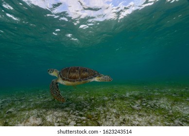 Green Turtle enjoying the ocean