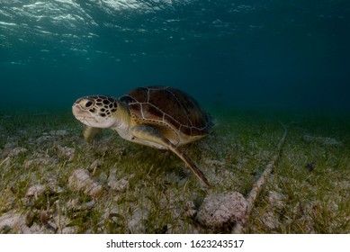 Green Turtle enjoying the ocean