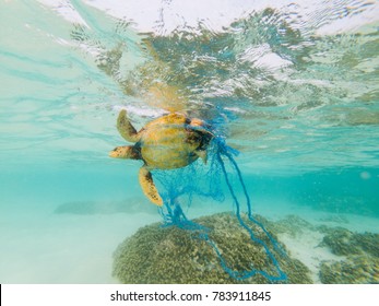 Green Turtle entangled in a discarded fishing net